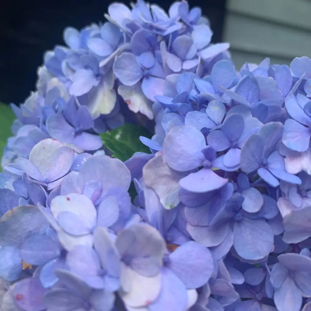 Nikko Blue Hydrangea 3 GALLON Shrub
