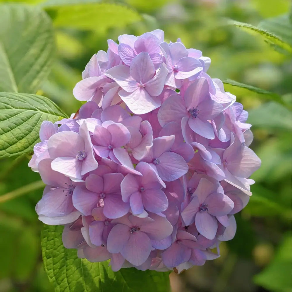 Nikko Blue Hydrangea 3 GALLON Shrub