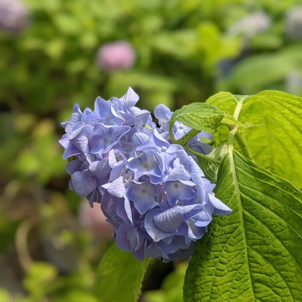 Nikko Blue Hydrangea 3 GALLON Shrub