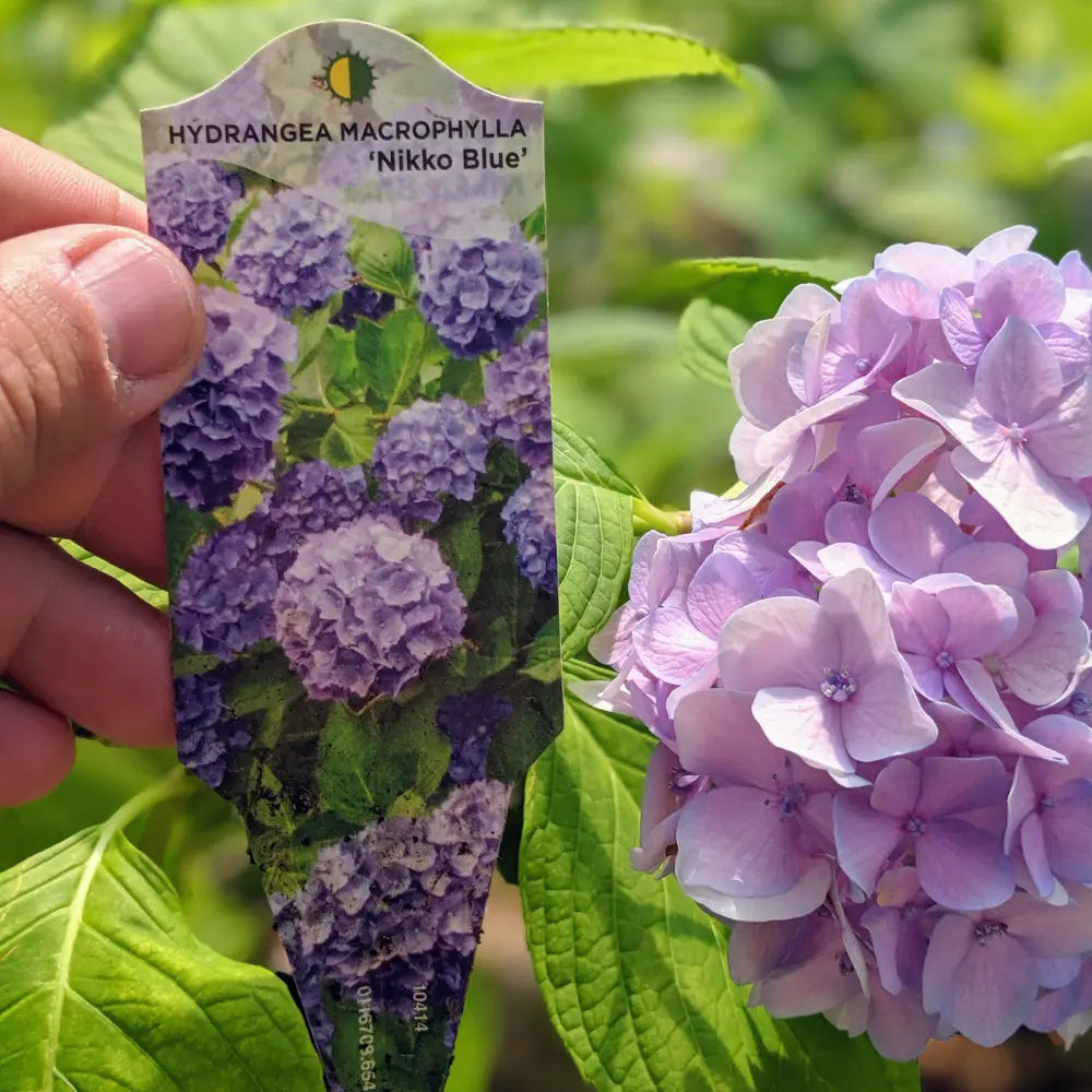 Nikko Blue Hydrangea 3 GALLON Shrub