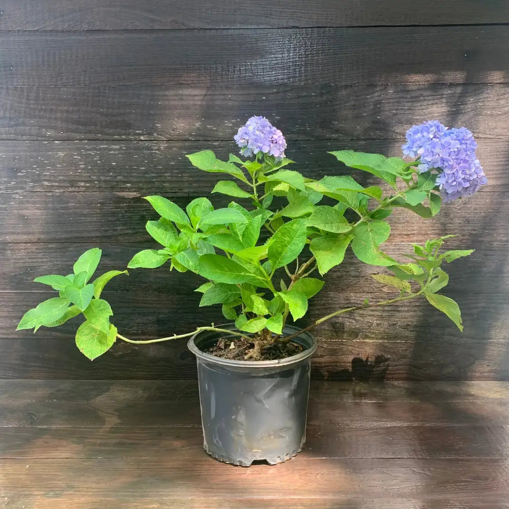 Nikko Blue Hydrangea 3 GALLON Shrub