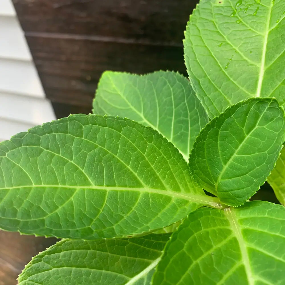 Nikko Blue Hydrangea 3 GALLON Shrub