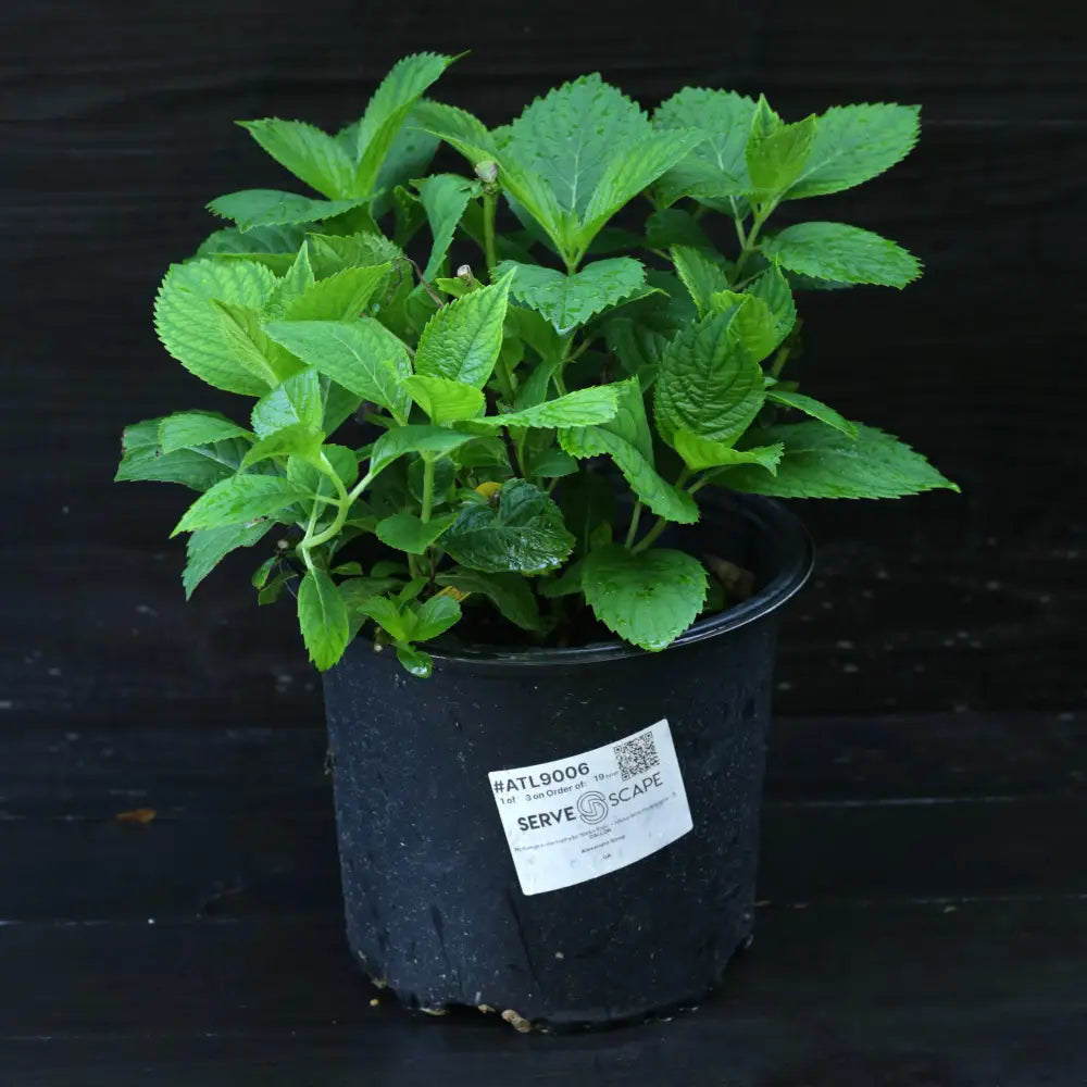 Nikko Blue Hydrangea 3 GALLON Shrub