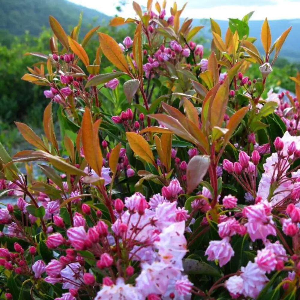 Nipmuck Mountain Laurel Shrub