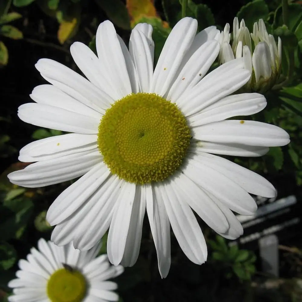 Nippon Daisy Perennial