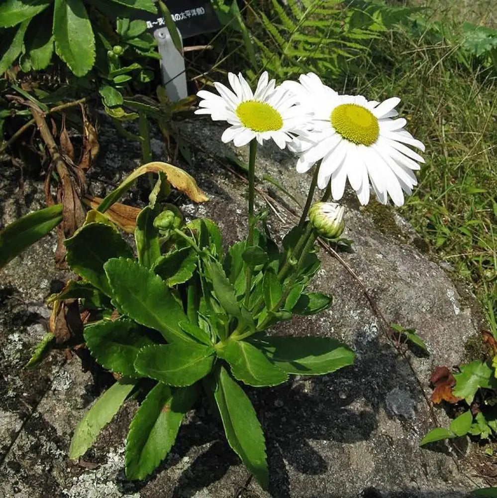 Nippon Daisy Perennial