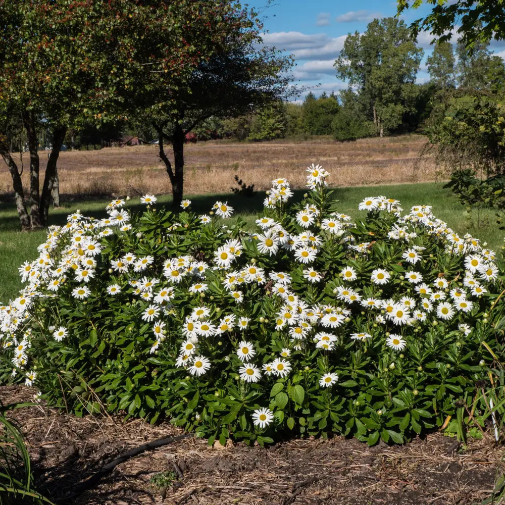 Nippon Daisy Perennial