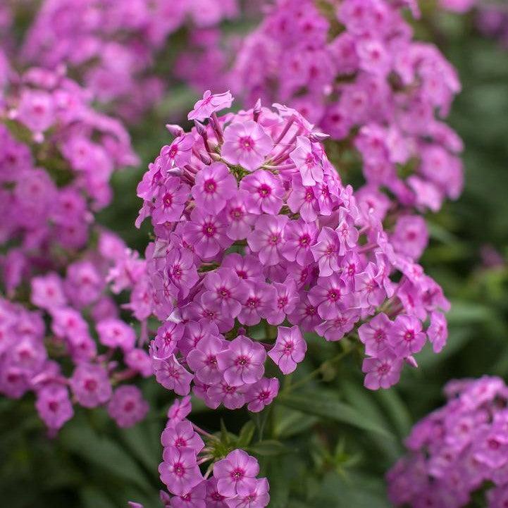 Phlox paniculata 'Ditomfra' - First Editions® Bubblegum Pink™ Phlox