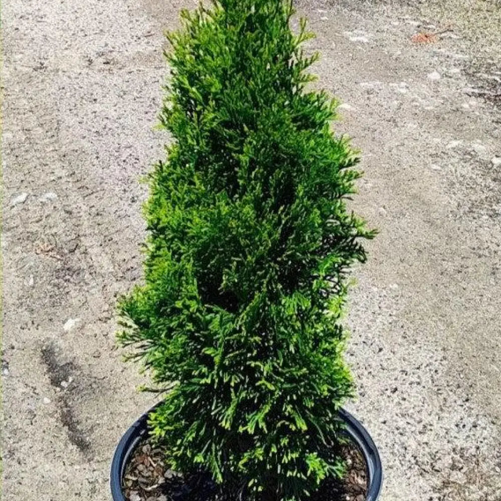 North Pole® Arborvitae 3 GALLON Tree