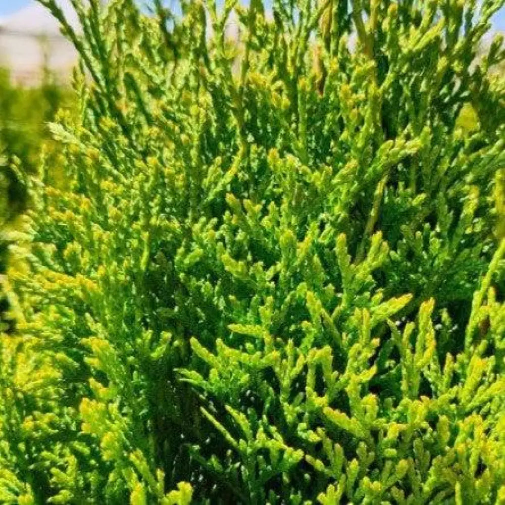 North Pole® Arborvitae 3 GALLON Tree