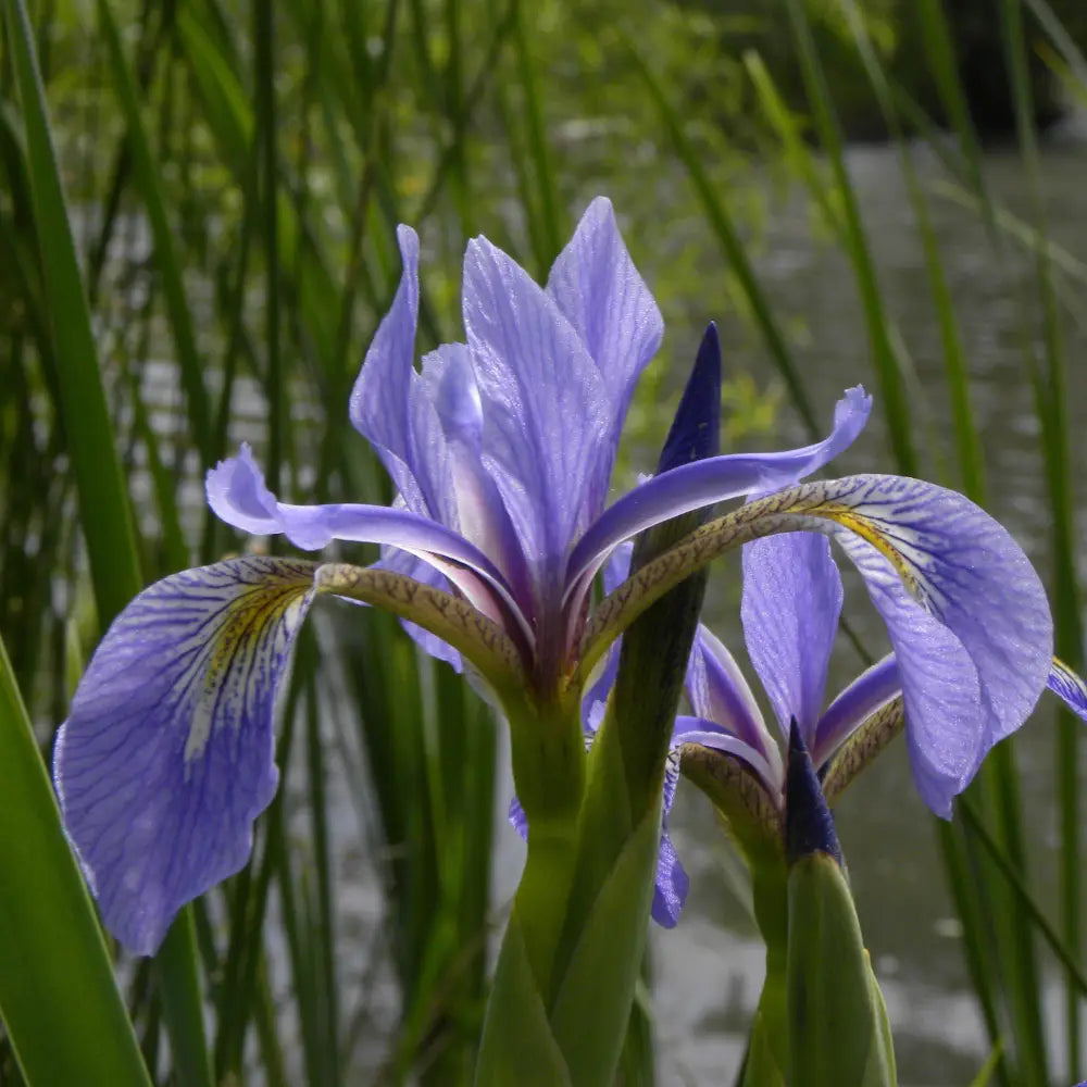Northern Blue Flag Iris Harlequin Blue Flag Perennial