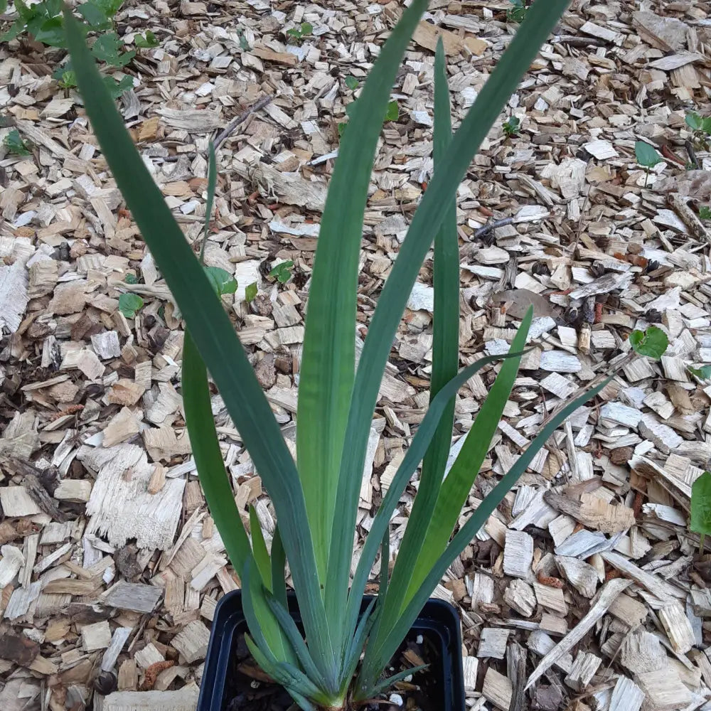 Northern Blue Flag Iris Harlequin Blue Flag Perennial