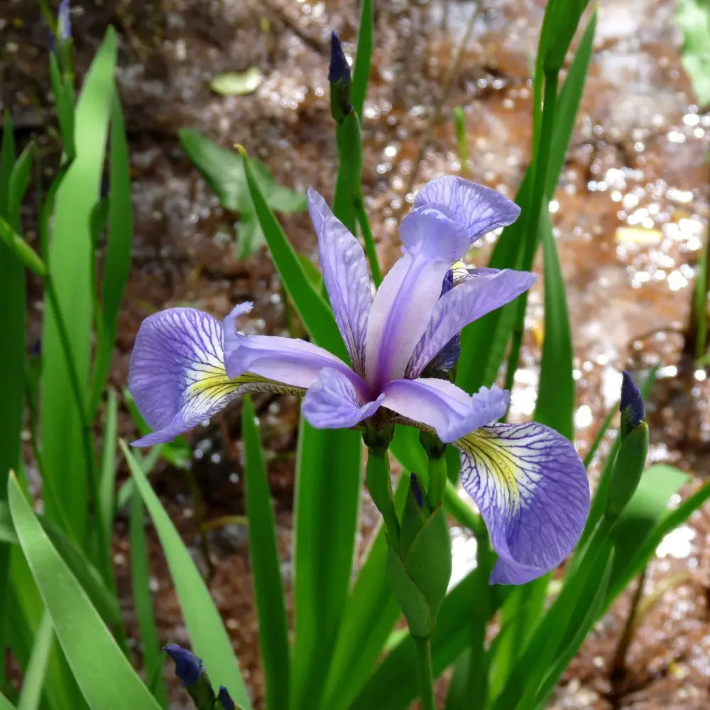 Northern Blue Flag Iris Harlequin Blue Flag Perennial