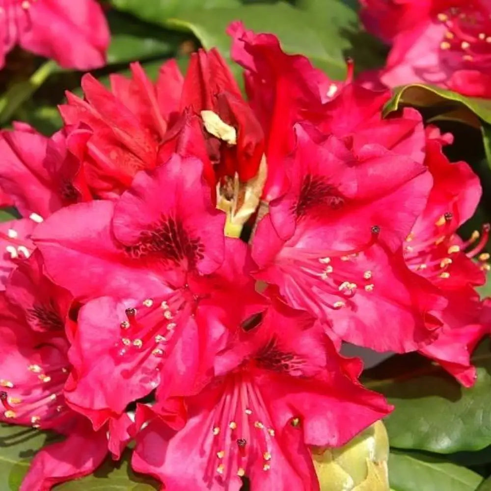 Nova Zembla Rhododendron Shrub