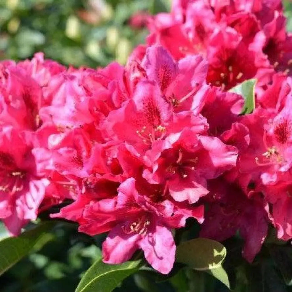 Nova Zembla Rhododendron Shrub