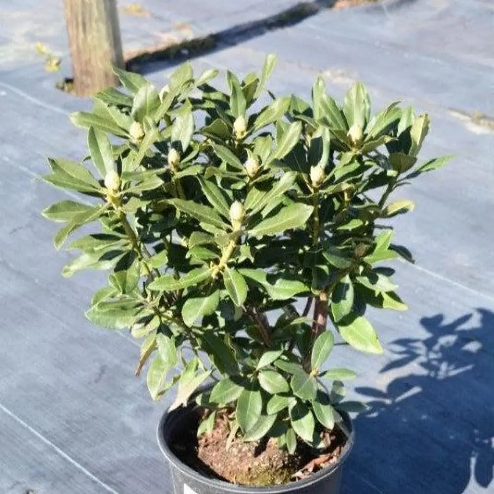 Nova Zembla Rhododendron Shrub
