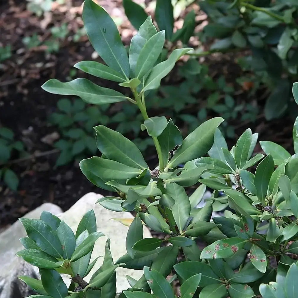 Nova Zembla Rhododendron Shrub