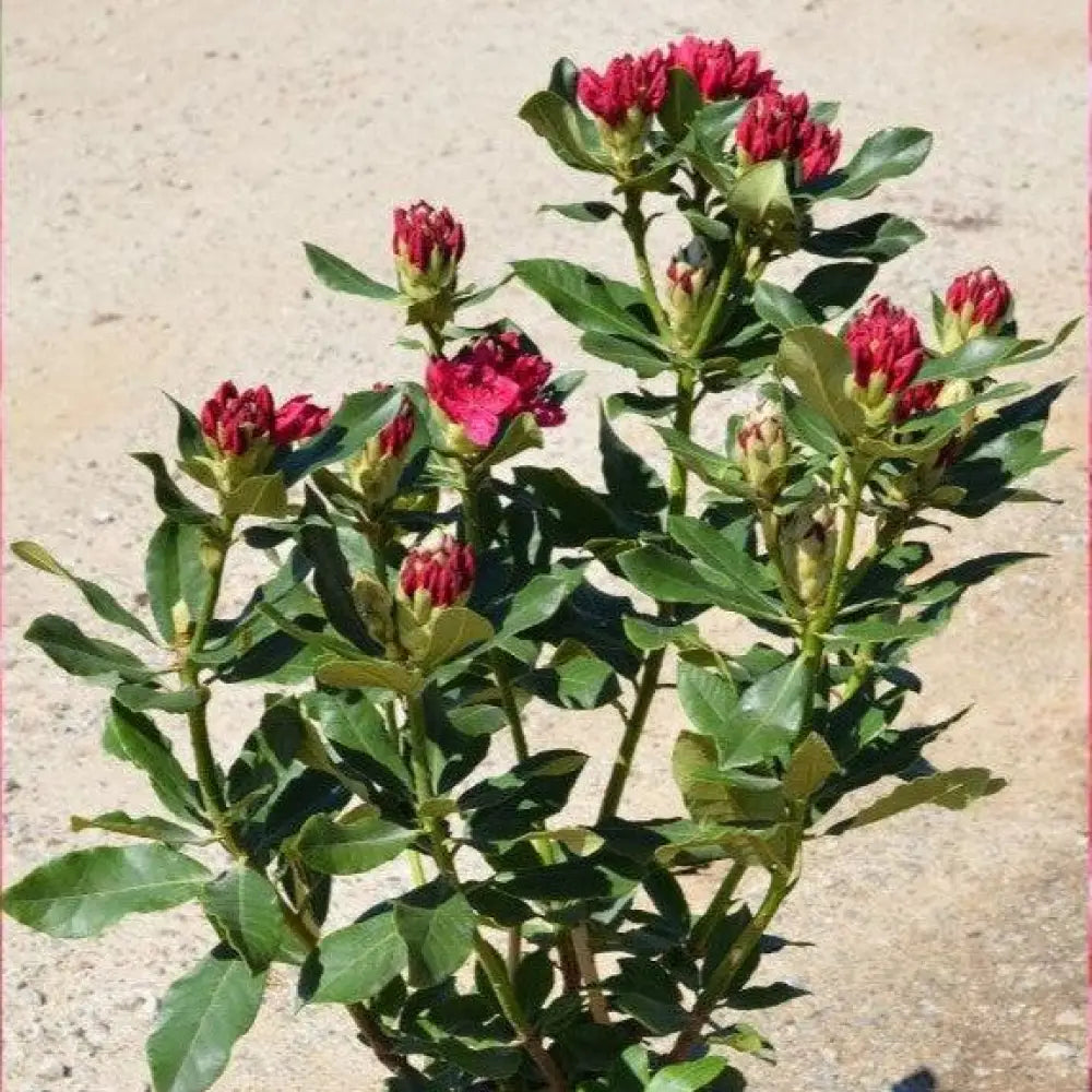Nova Zembla Rhododendron Shrub