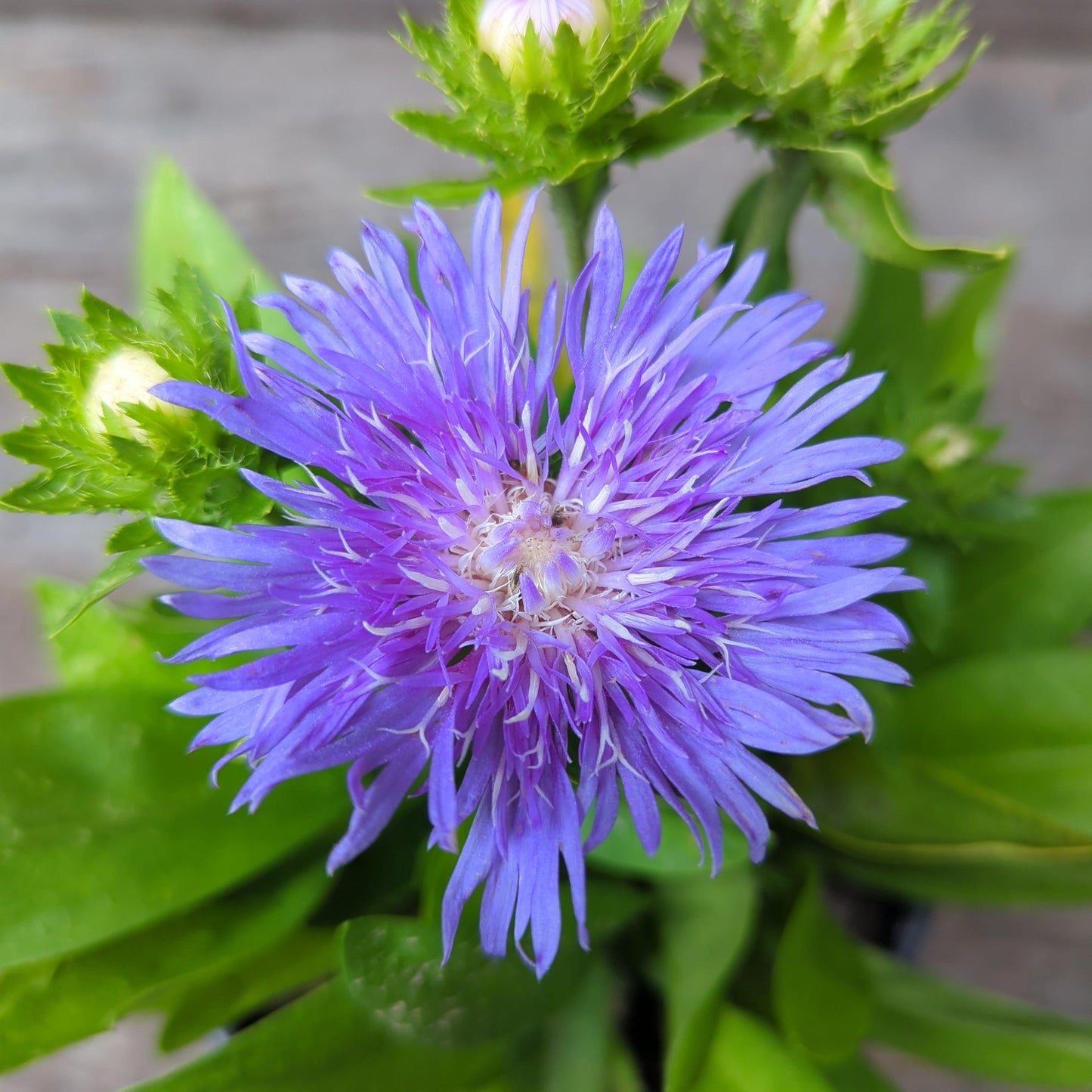 Stokesia laevis 'Peachie's Pick' - Peachie's Pick Stoke's Aster
