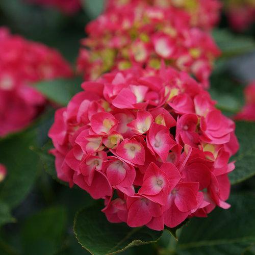 Wee Bit Giddy® Hydrangea