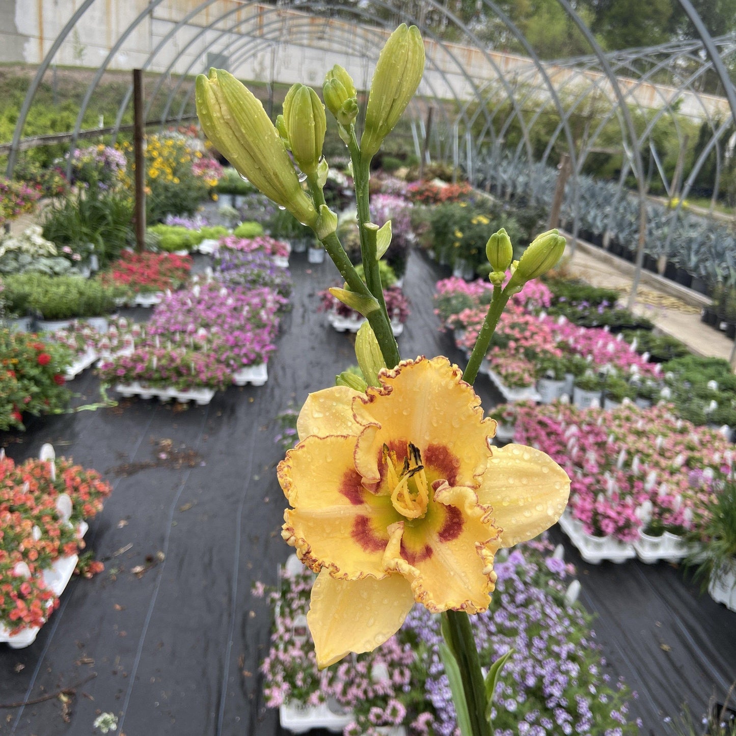 Hemerocallis 'King of the Ages’ - Rainbow Rhythm® King of the Ages Daylily