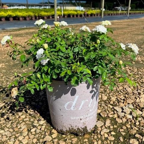 White Drift® Rose