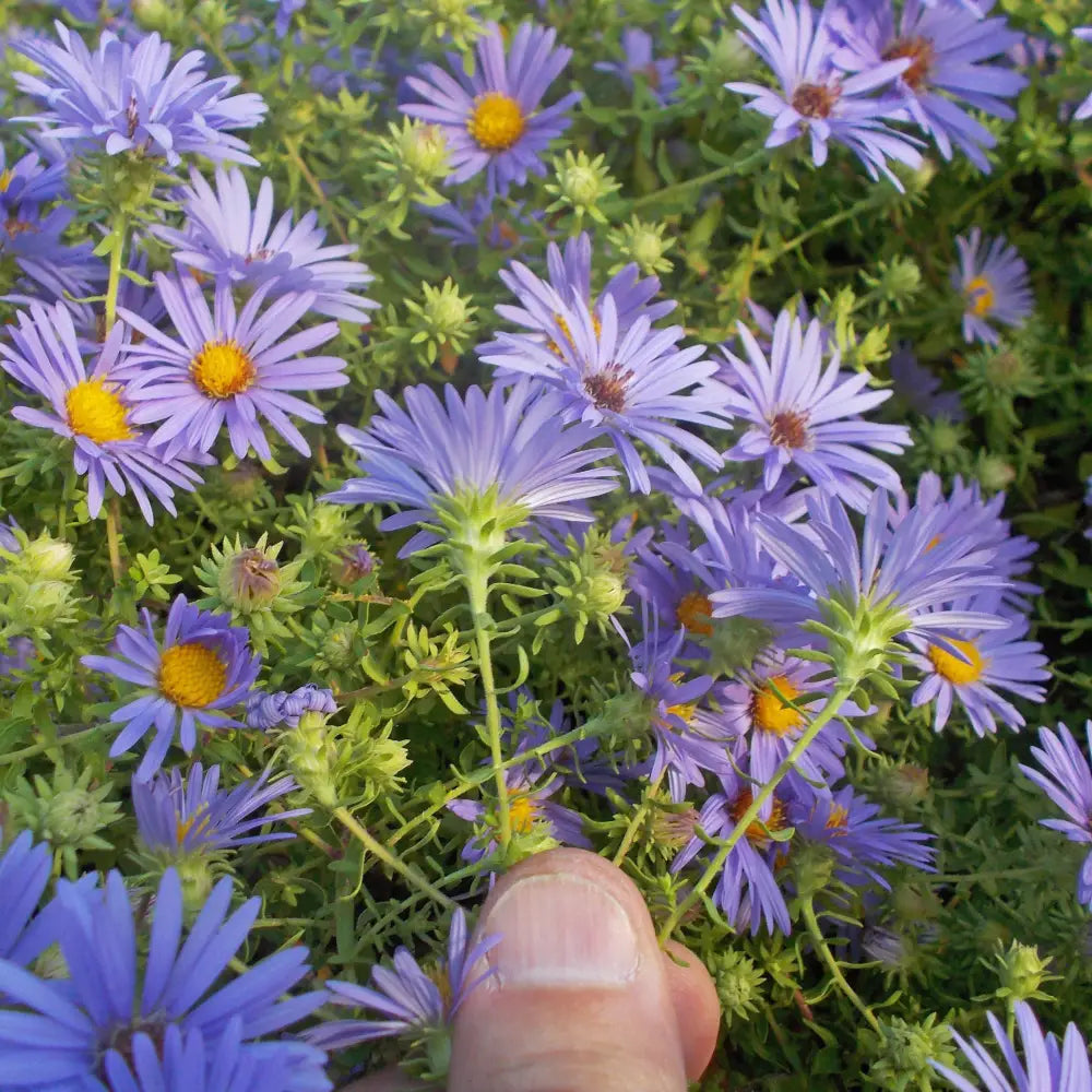 October Skies Aromatic Aster 1 GALLON Perennial