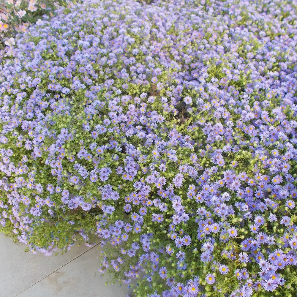 October Skies Aromatic Aster 1 GALLON Perennial