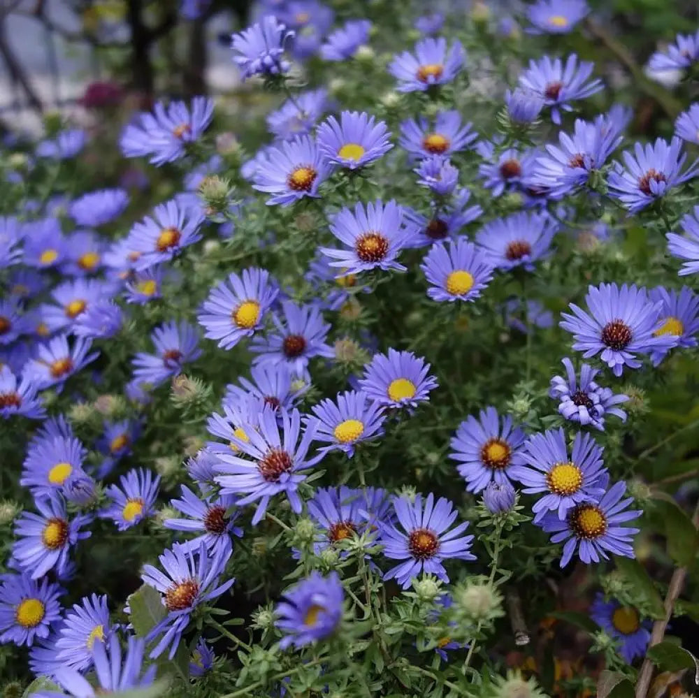 October Skies Aromatic Aster 1 GALLON Perennial