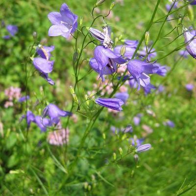 Campanula rotundifolia - Bluebell
