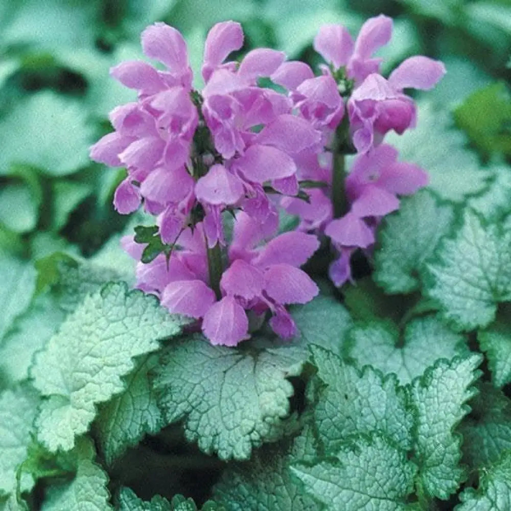 Orchid Frost Deadnettle 1 GALLON Perennial