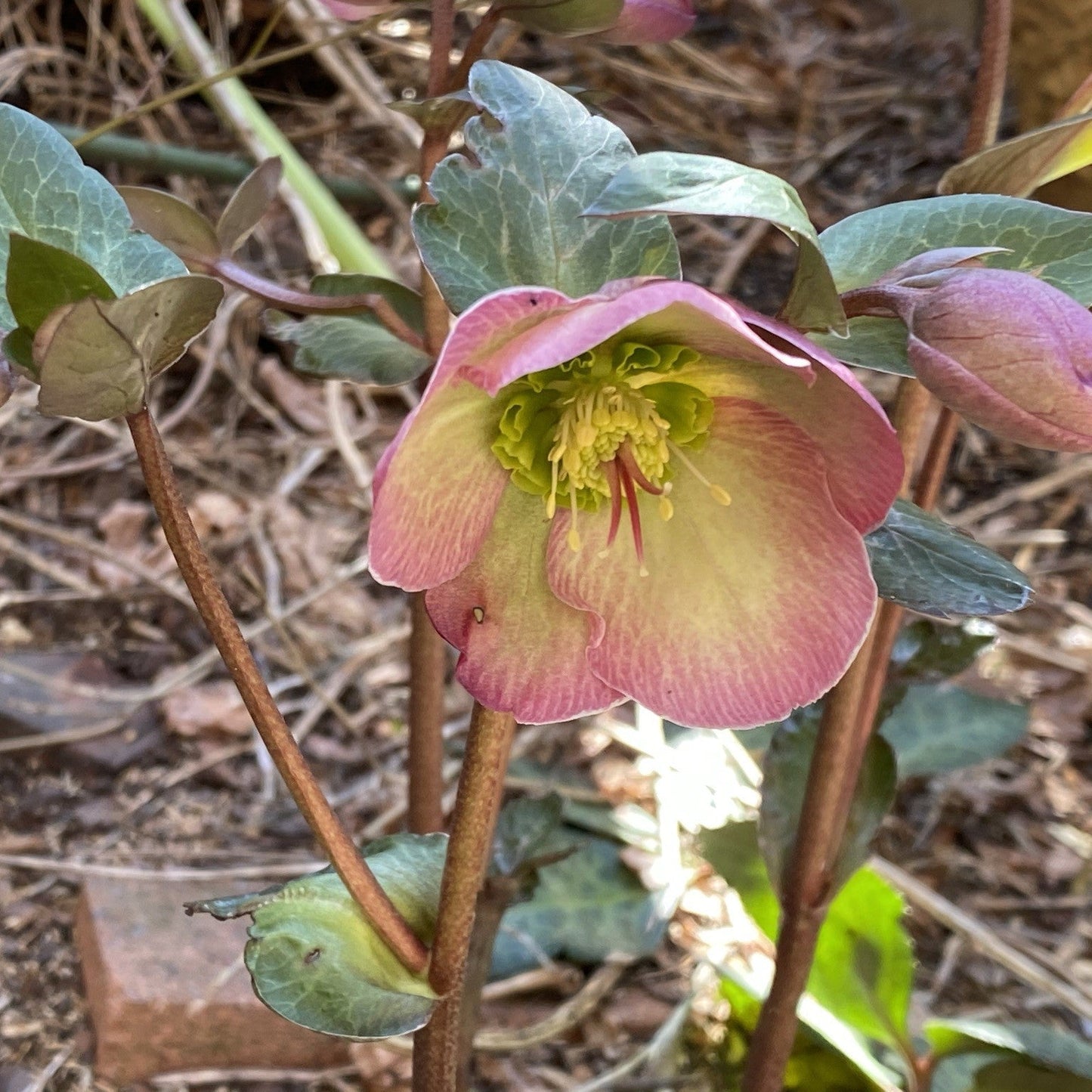 Helleborus 'EPB 25' - Frostkiss® Glenda's Gloss® Hellebore