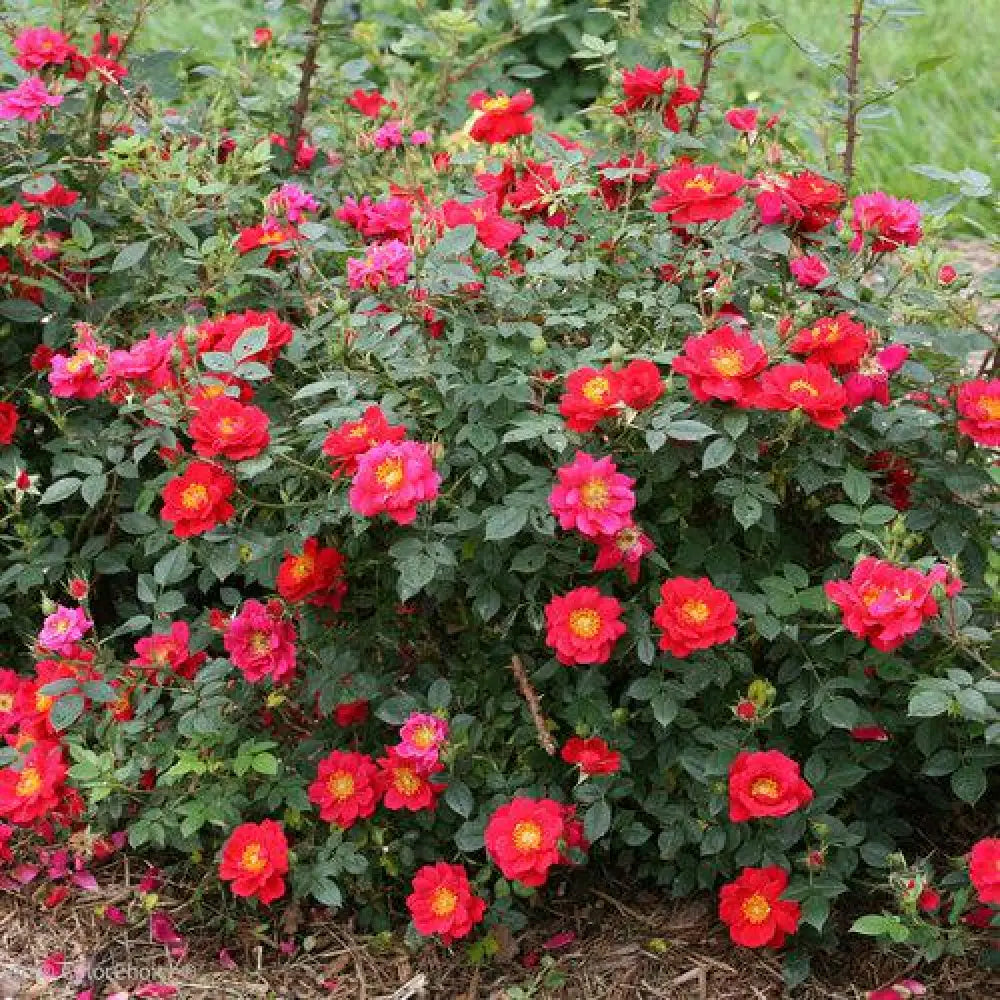 Oso Easy® Urban Legend® Rose Shrub