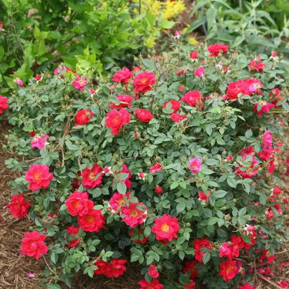 Oso Easy® Urban Legend® Rose Shrub