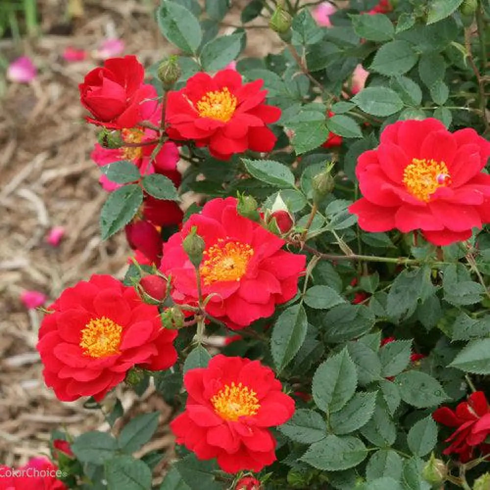 Oso Easy® Urban Legend® Rose Shrub