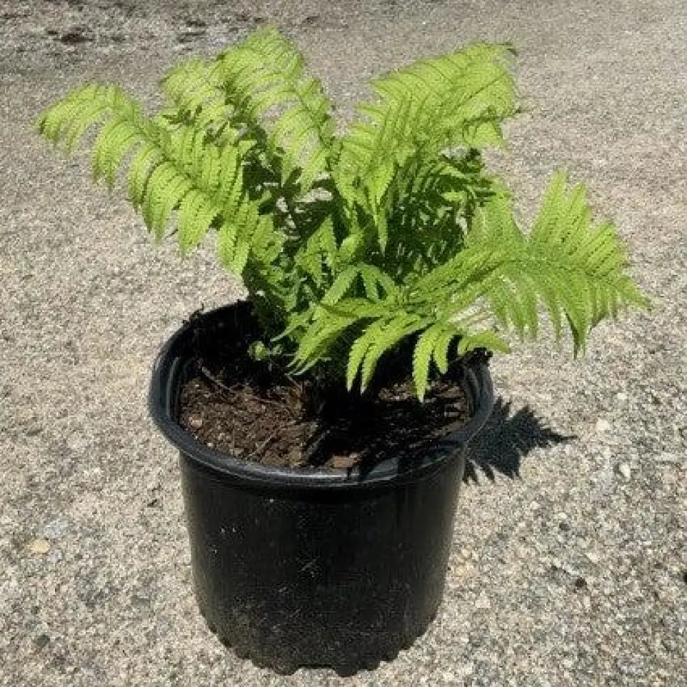 Ostrich Fern Fern