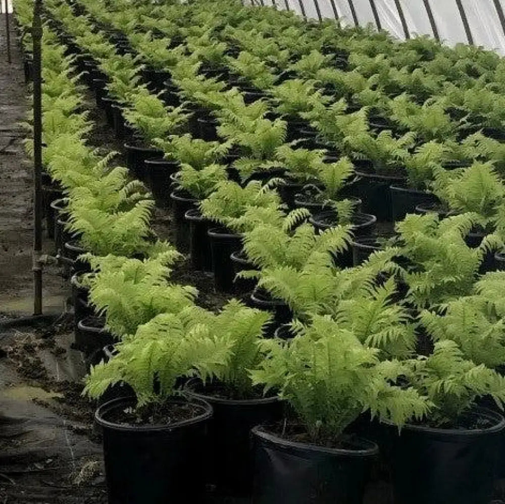 Ostrich Fern Fern