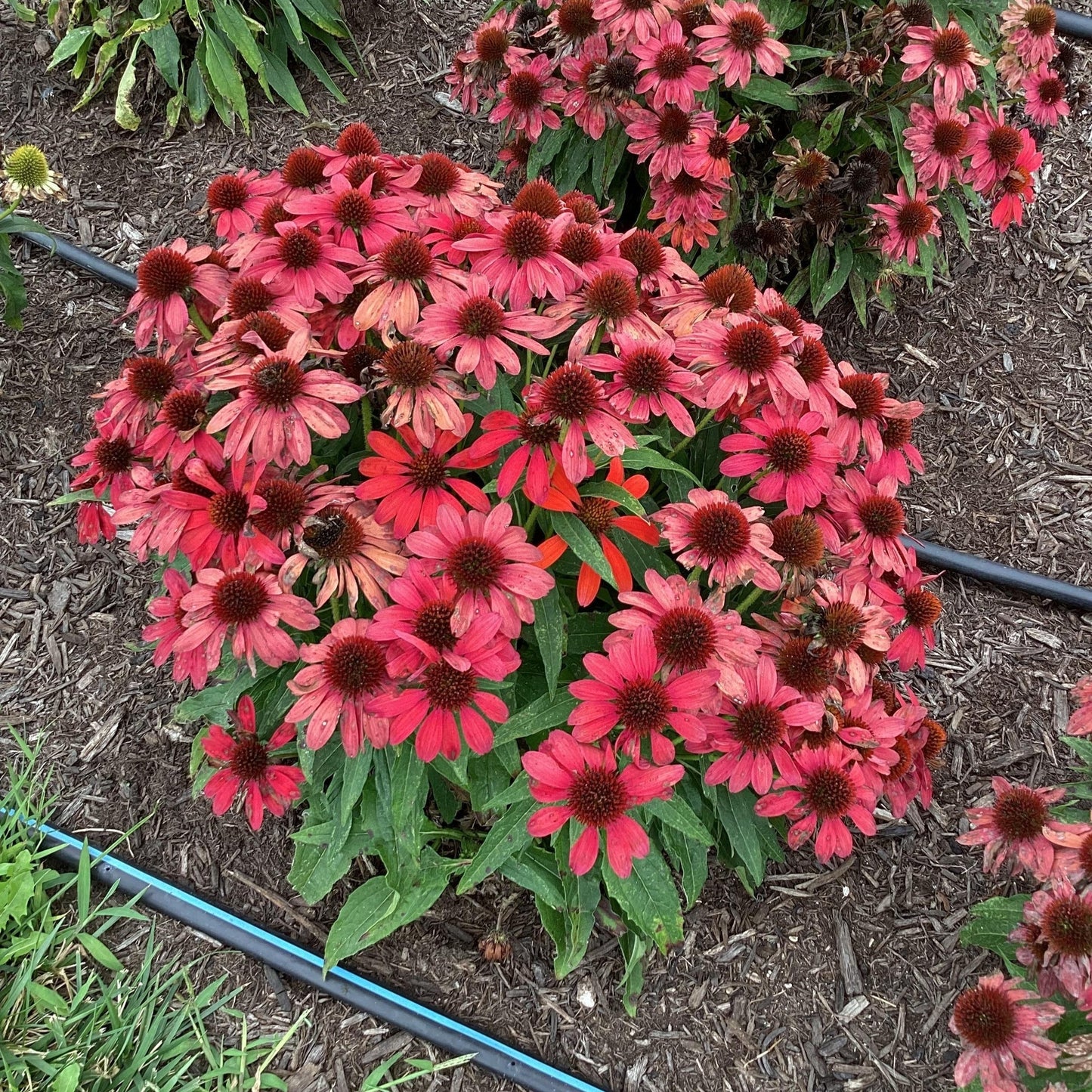 Echinacea purpurea 'SunMagic Vintage Ruby' - SunMagic® Vintage Ruby Echinacea