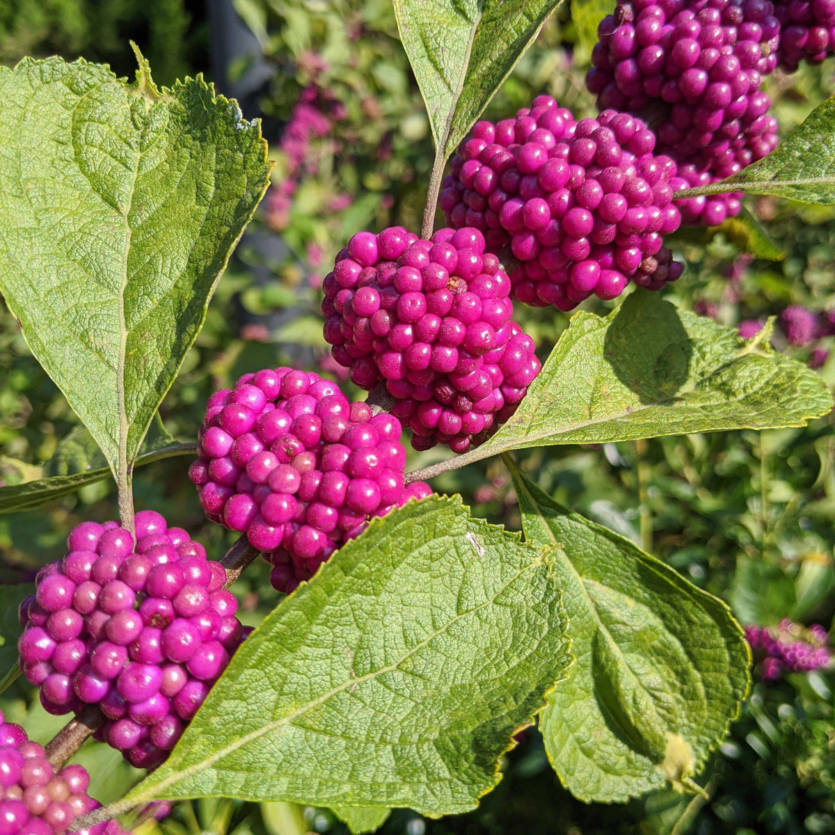 Callicarpa americana - American Beautyberry