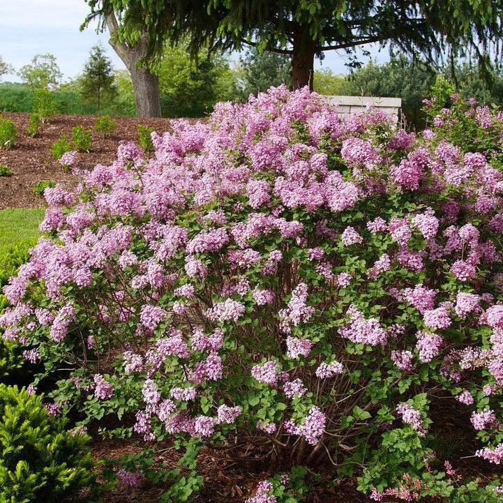 Syringa x 'SMNSPTP' - Bloomerang® Purpink Lilac