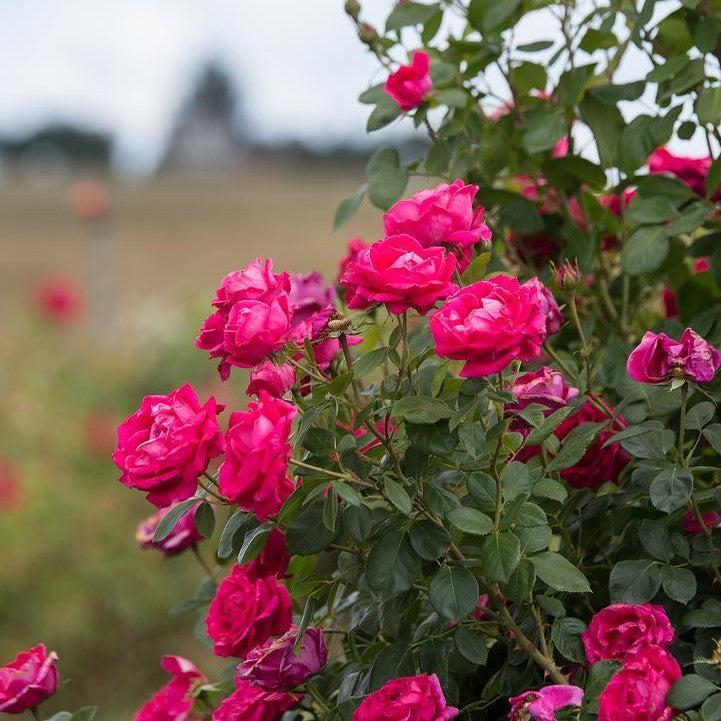 Rosa 'BAIgirl' - Easy Elegance® My Girl Rose