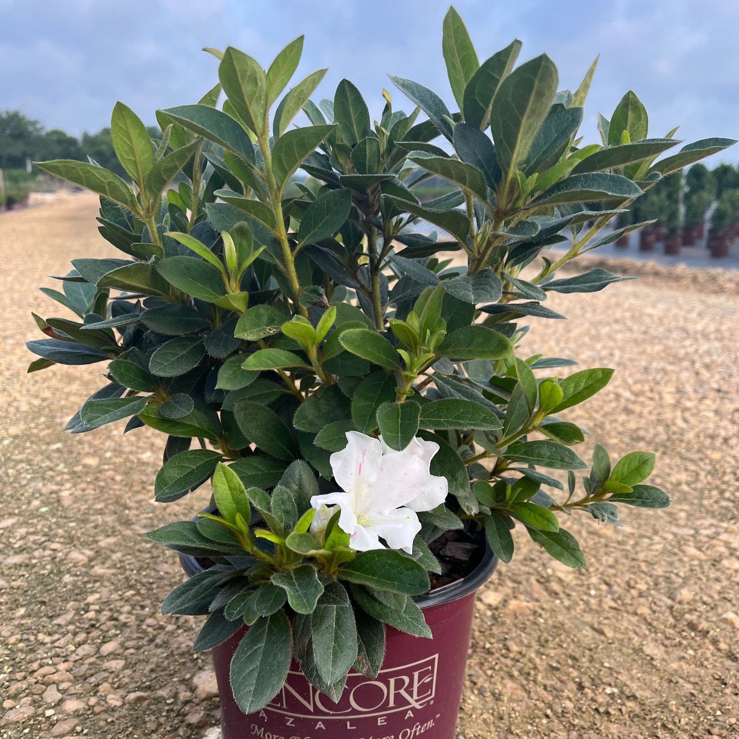 Rhododendron ‘Roblex’ - Encore® Autumn Lily™ Azalea