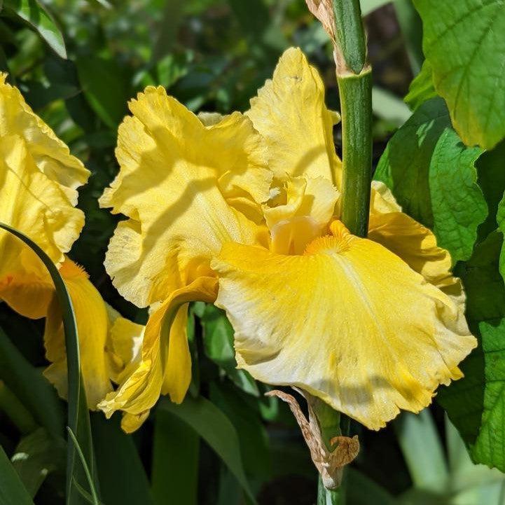 Iris germanica 'Pleasant Peasant' - Pleasant Peasant Bearded Iris