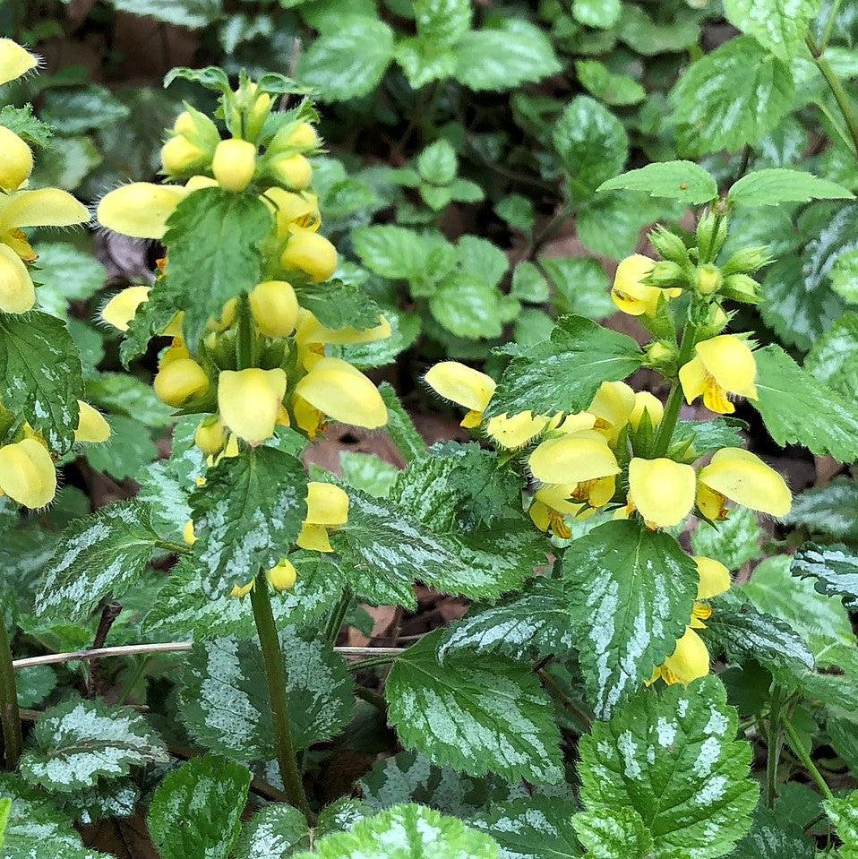 Lamiastrum galeobdolon 'Variegatum' - Variegated Yellow Archangel