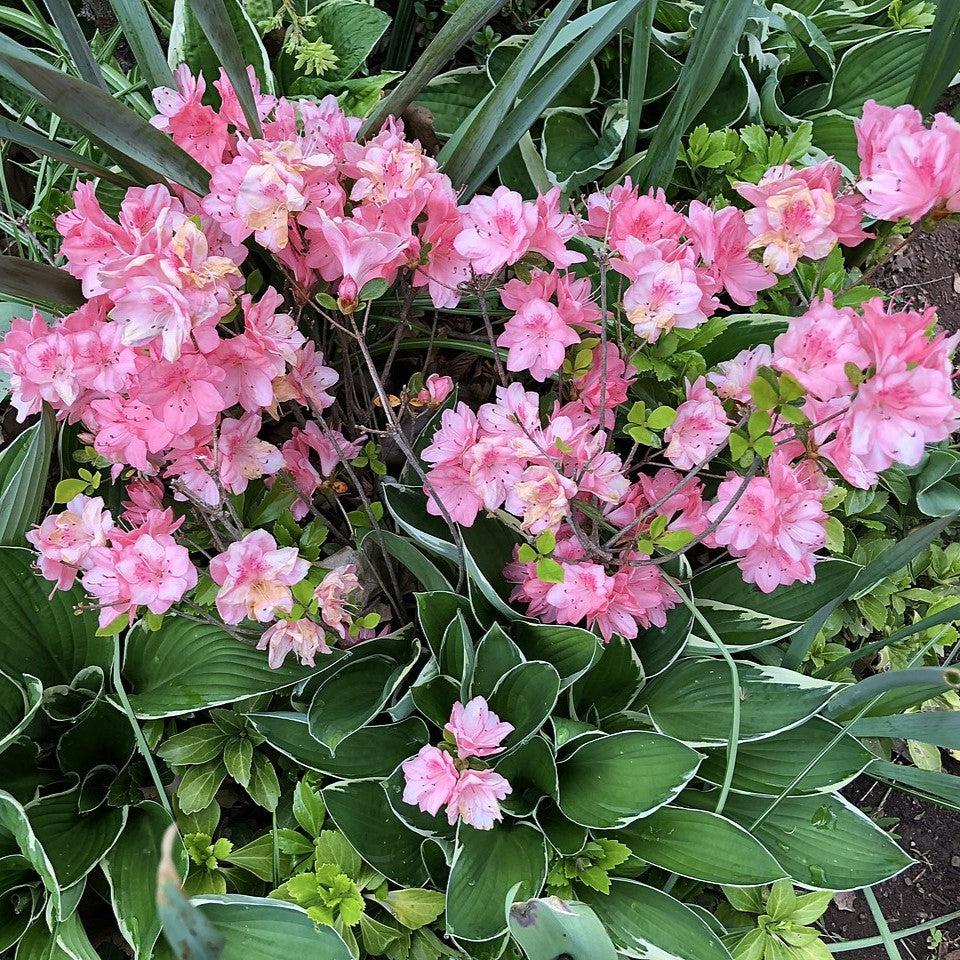 Blaauw's Pink Azalea