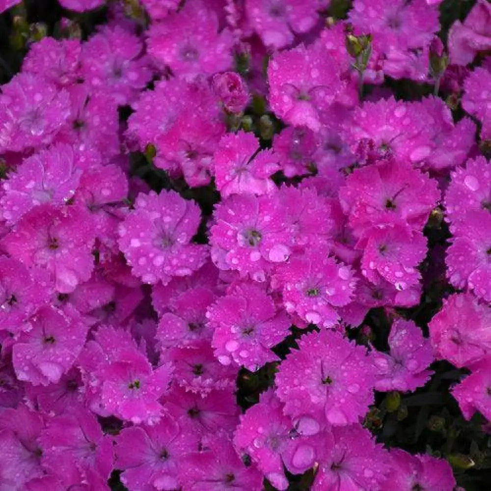 Paint the Town Fuchsia Dianthus 1 GALLON Perennial
