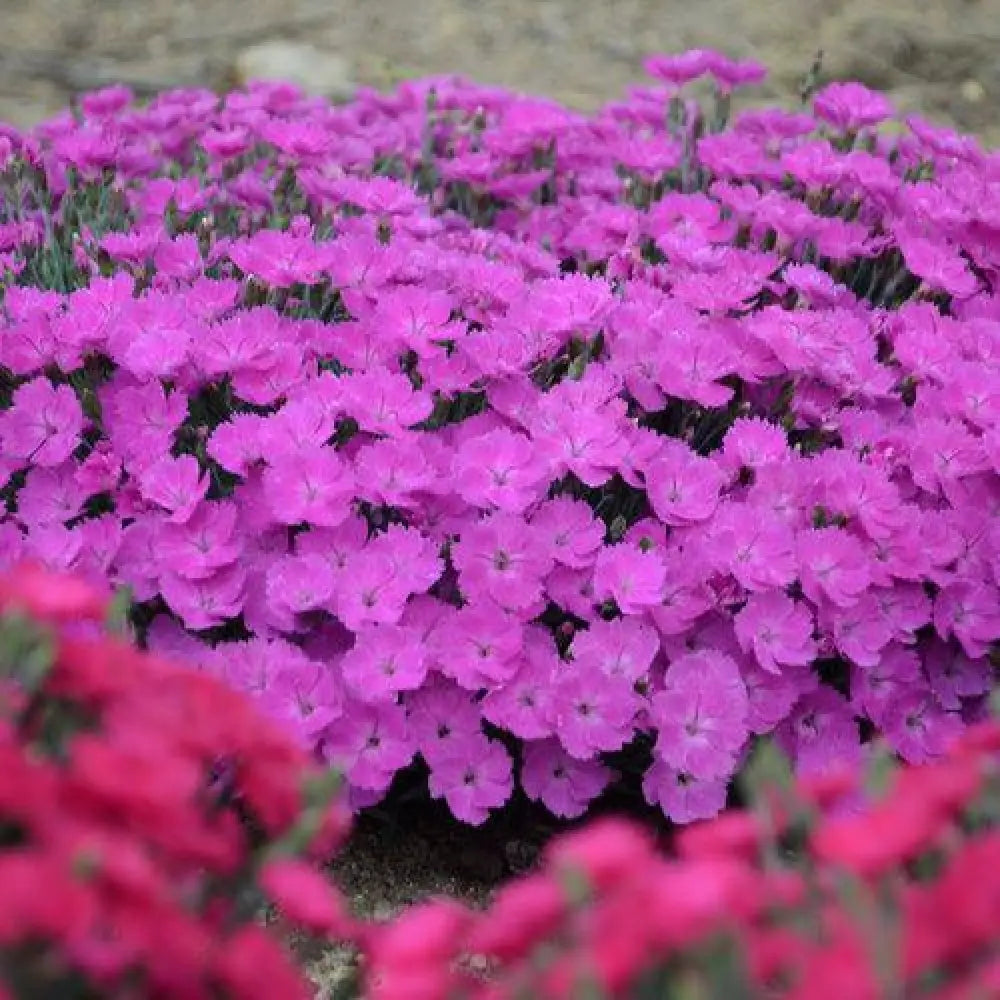 Paint the Town Fuchsia Dianthus 1 GALLON Perennial