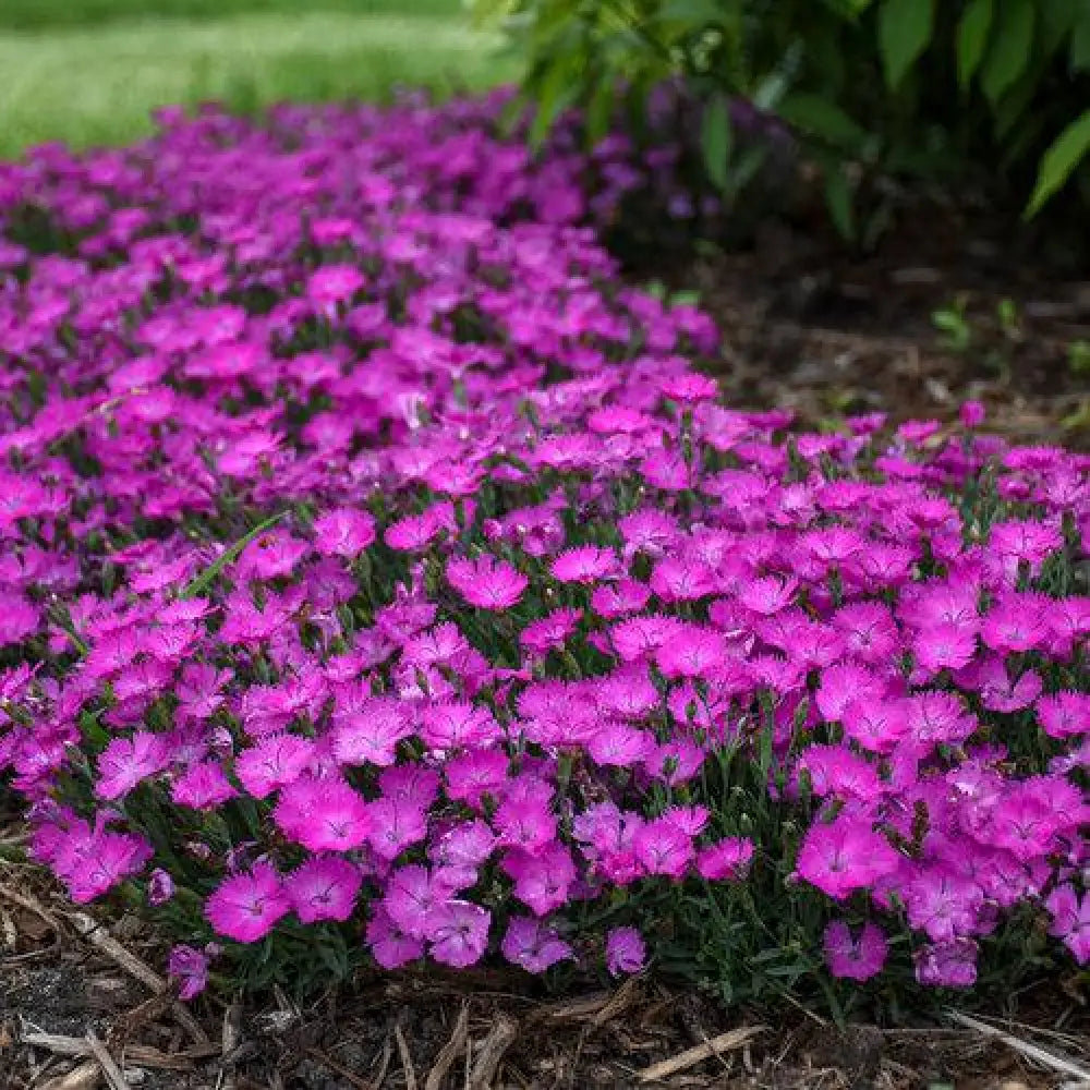 Paint the Town Fuchsia Dianthus 1 GALLON Perennial
