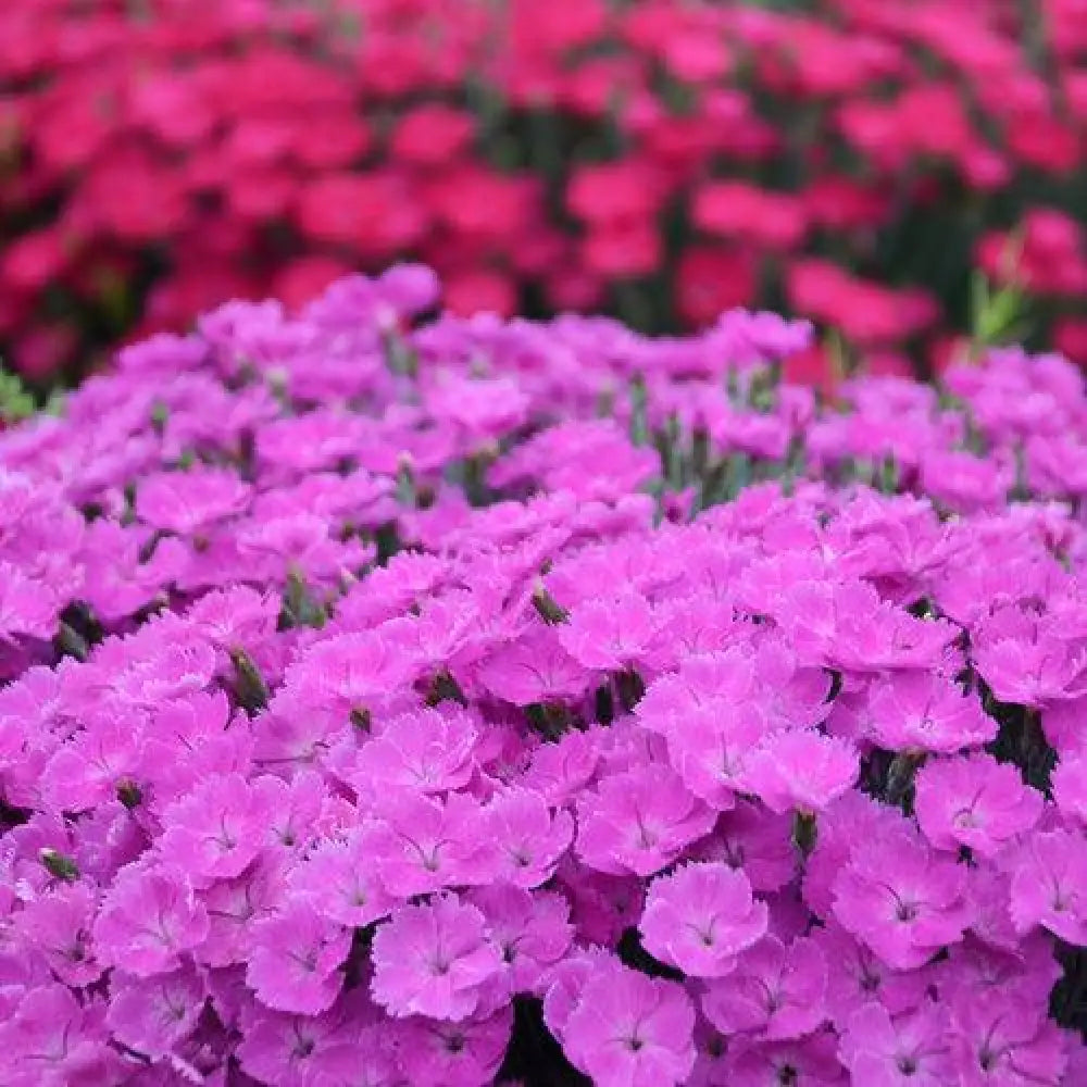 Paint the Town Fuchsia Dianthus 1 GALLON Perennial