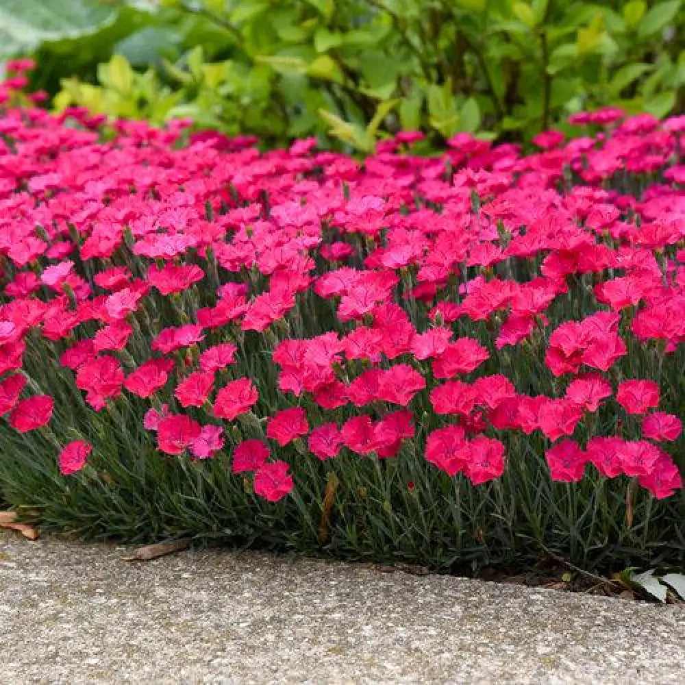 Paint the Town Magenta Dianthus 1 GALLON Perennial